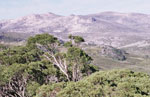 Mt. Kosciuszko